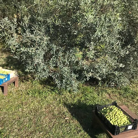 Mas De Foncaudette Bed & Breakfast Lourmarin